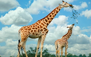two giraffe eating grass